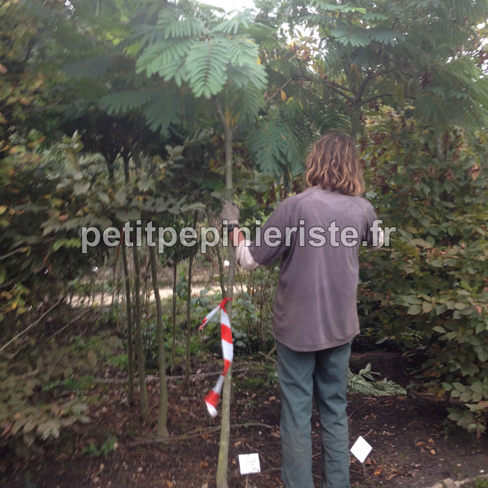 albizia ombrella